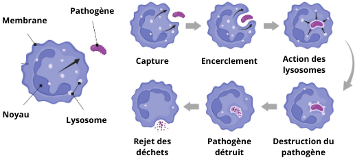 Processus de phagocytose et notion d'immunite entrainee face à un agent pathogene